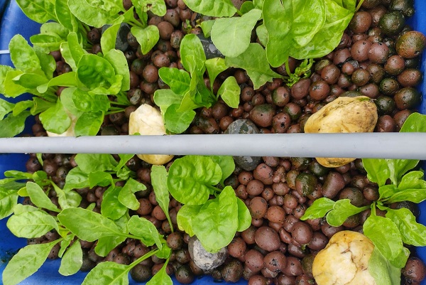 Rau được gieo hạt trực tiếp trên khay trồng rau chứa giá thể đất nung. Không cần ươm hạt giống như trồng thuỷ canh trên ống nhựa NFT. Rất dễ dàng thuận tiện cho người dân.