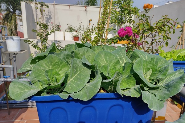 Xu hào trồng trên khay đất nung