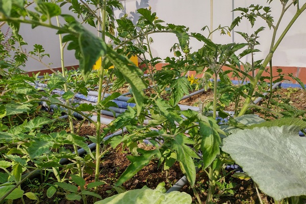 Cà chua được trồng trên luống đất