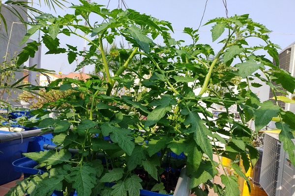Cà chua được trồng trên hệ aquaponics tươi tốt hơn trên đất.