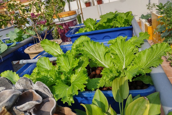 Rau cải bẹ trồng trên khay