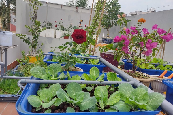 Rau được trồng trong chậu giá thể đất nung