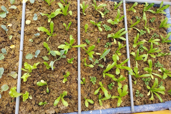 Rau trồng thổ canh sử dụng hệ thống tưới tự động, tận dụng phân thải khi xả cặn từ thùng lọc hệ aquaponics